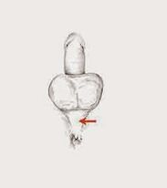 Potenciar los músculos y su tensión para aumentar la potencia.